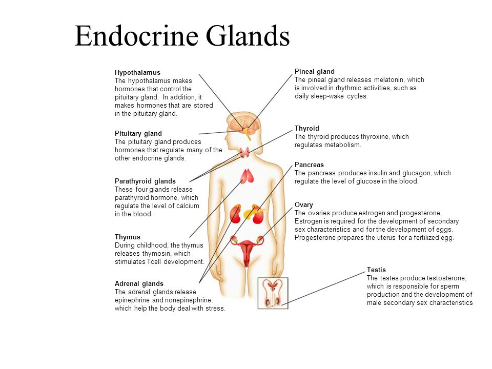 Endocrine Glands and Hormones